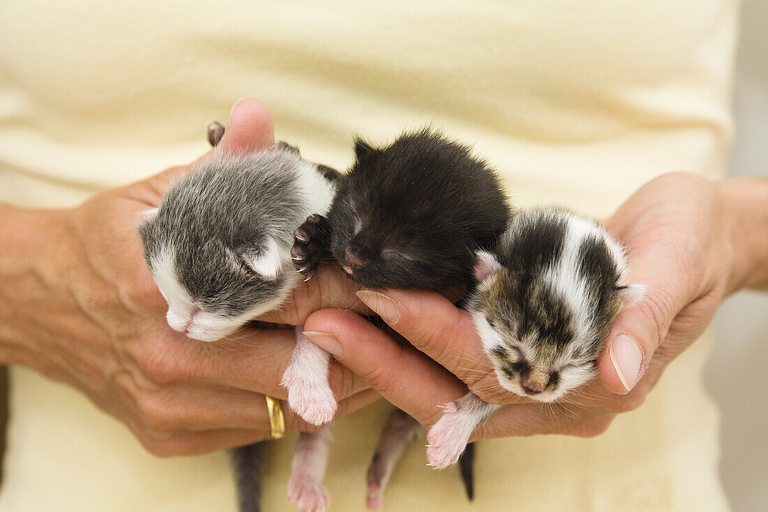 Newborn domestic cats in a woman's hand, Germany