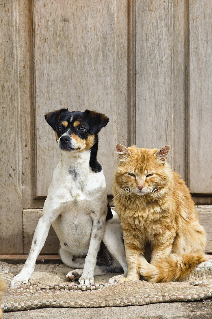 Hund und Katze, Freundschaft, Costa Rica