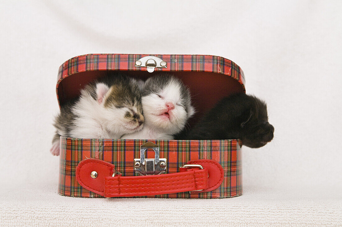 Three young cats in a toy suitcase, Felis catus, Germany