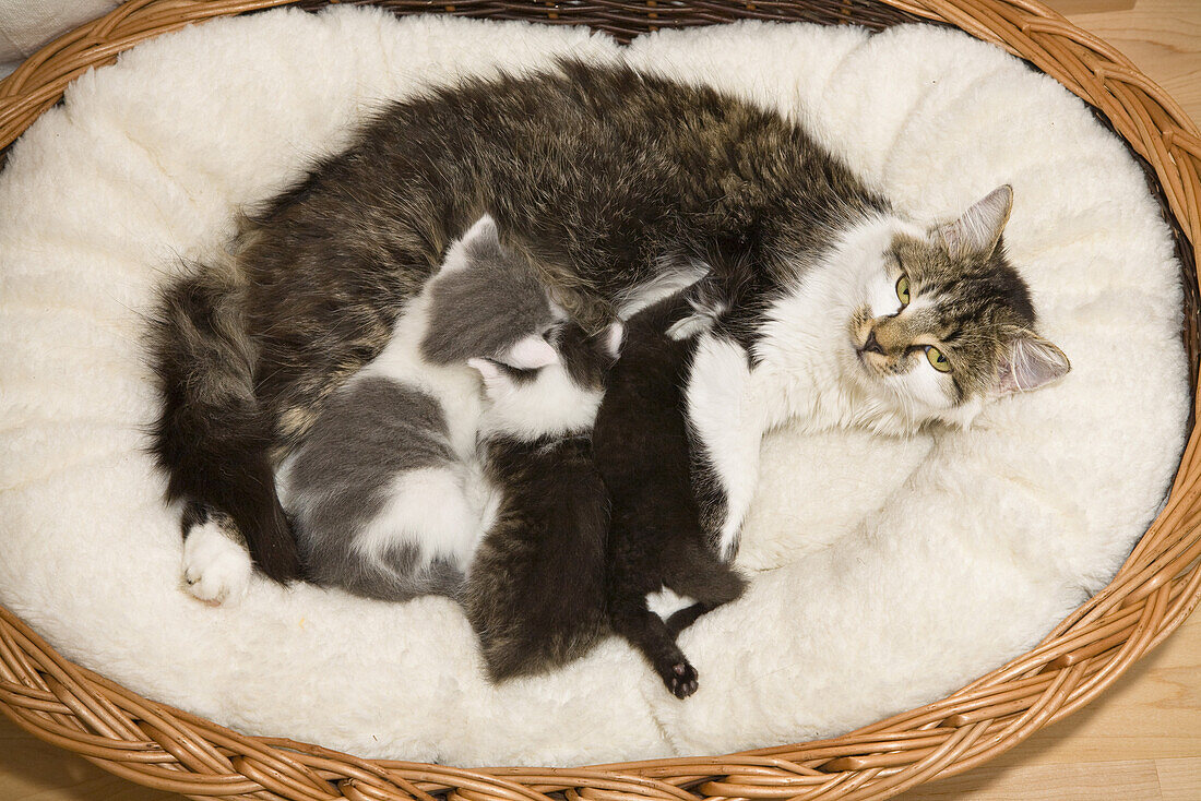 Domestic cat with young kittens in a basket, Germany