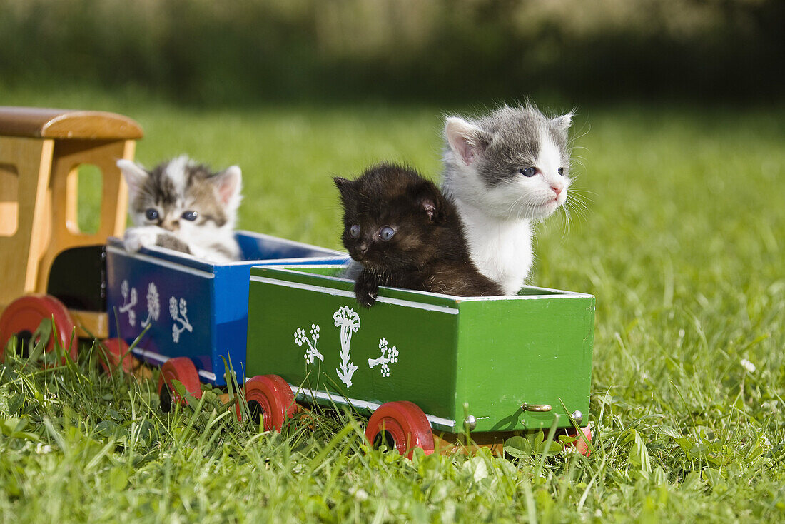 Junge Haus-Katzen, Kätzchen spielen mit der Holzeisenbahn im Garten, Deutschland