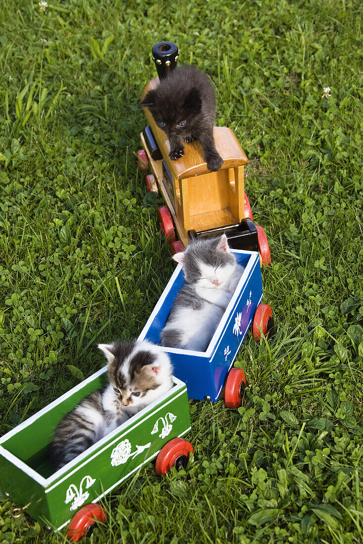 Junge Haus-Katzen, Kätzchen spielen mit der Holzeisenbahn im Garten, Deutschland