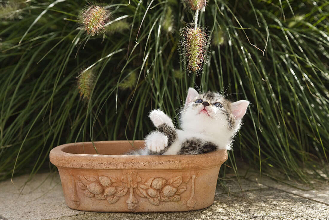 Hauskatze, Kätzchen spielt mit Blumen, Deutschland