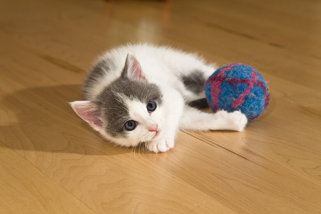 young domestic cat, kitten playing with ball, Germany