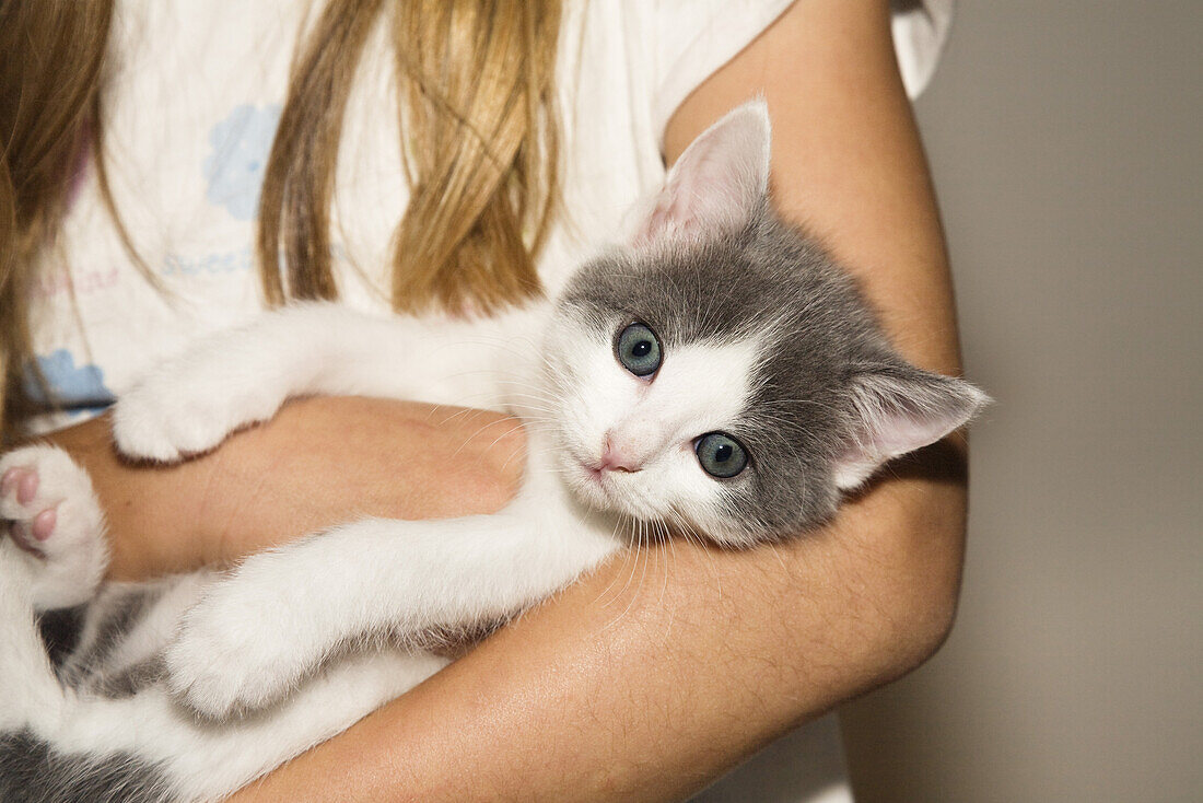 young domestic cat, kitten in a girl's arms, Germany