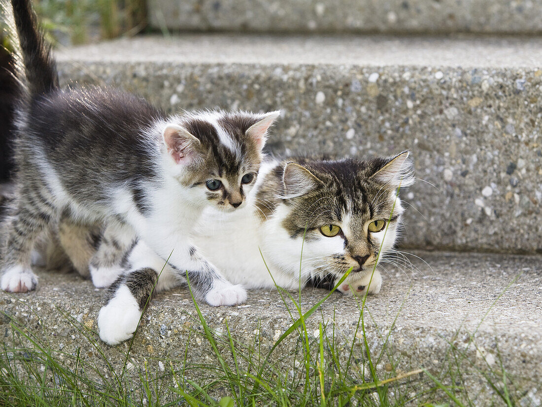 Domestic cat with young kitten, Germany