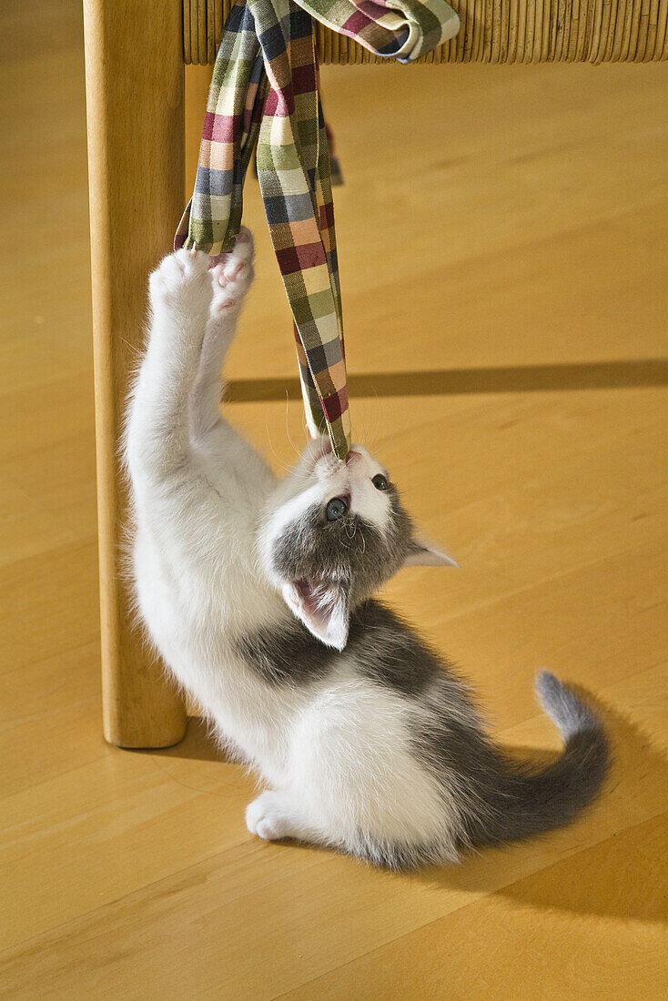 Young domestic cat, kitten playing with a bow attached to a chair, Germany