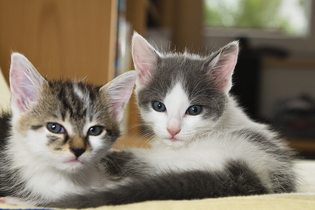 Young domestic cats, kittens Germany