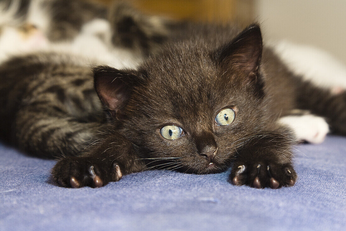 Junge schwarze Hauskatze, Kätzchen Deutschland