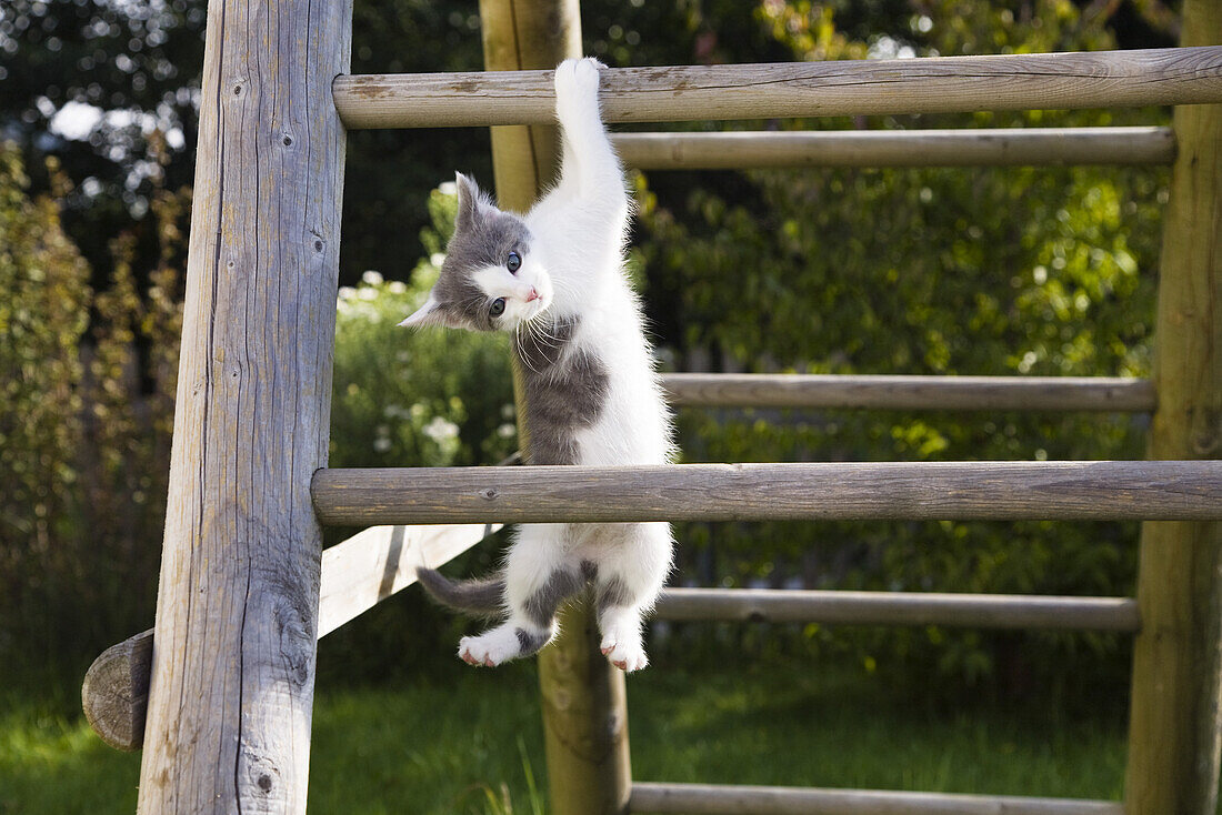 Young domestic cat, kitten climbing a ladder, Germany