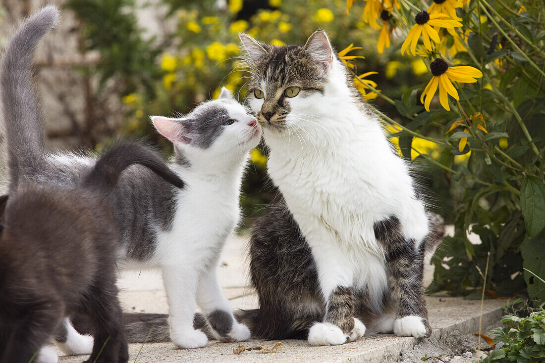 Hauskatze mit Jungen, Deutschland