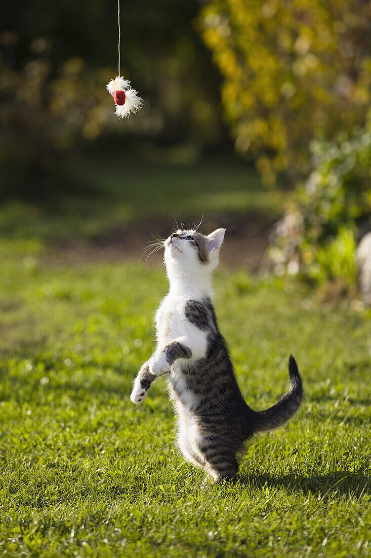 Young domestic cat, kitten playing with a feathered toy, Germany