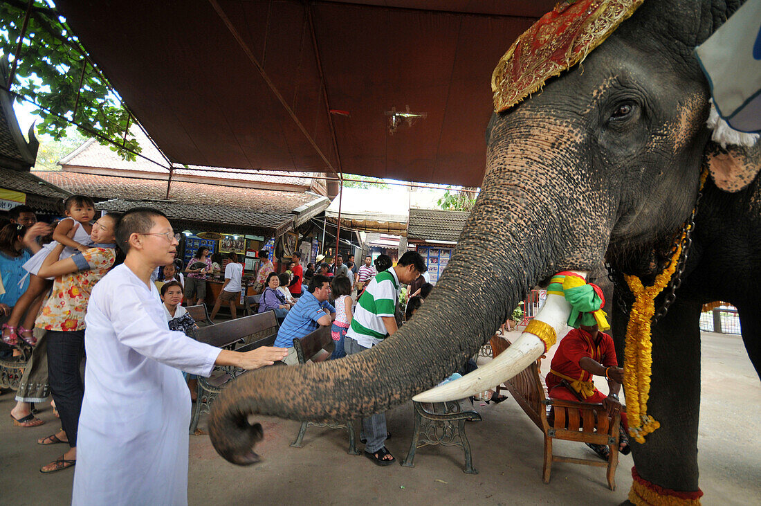 Vorführung mit Elefanten in der alten Königsstadt Ayutthaya, Thailand, Asien
