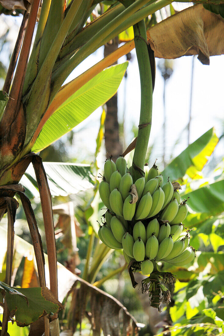 View at banana tree, Havelock Island, Andamans, India