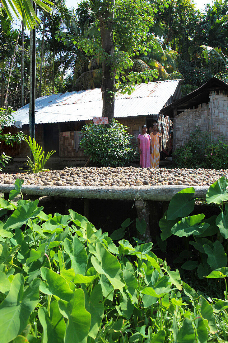 Frauen vor Betelnüssen die zum trocknen ausgelegt sind, Havelock Island, Andamanen, Indien