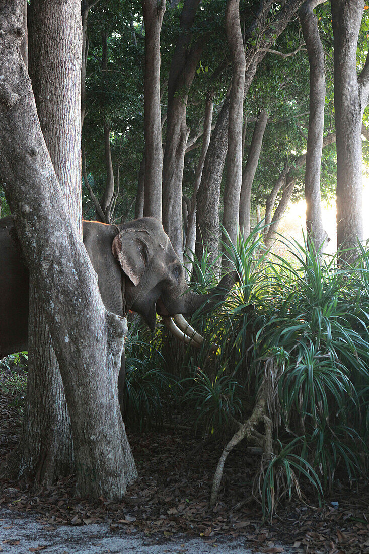 Elephant in the coastal forest of the Radha Nagar Beach, Beach 7, Havelock Island, Andamans, India