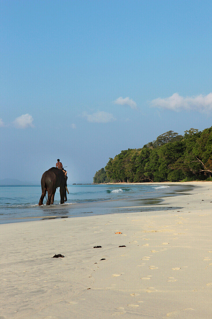 Bathing elephant with his mahut at Radha Nagar Beach at sunrise, Beach 7, Havelock Island, Andamans, India
