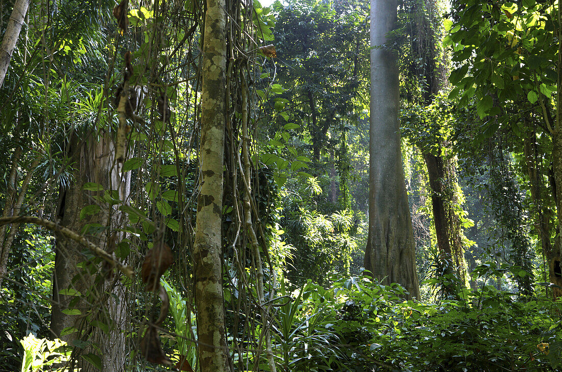 Bäume im sonnenbeschienenen Regenwald, Havelock Island, Andamanen, Indien