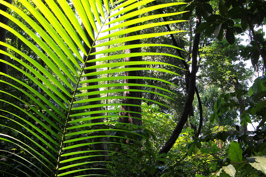 Pflanzen im Regenwald im Sonnenlicht, Havelock Island, Andamanen, Indien