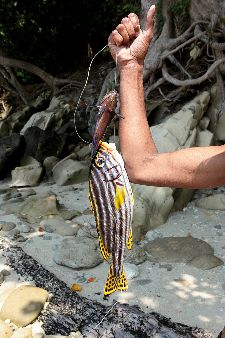 Mit Harpune gefangene Rifffische am Radha Nagar Beach, Strand 7, Havelock Island, Andamanen, Indien