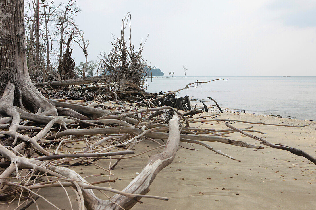 Vom Tsunami verwüstete Bäume an einem unbewohnten Strand, Bharatang, Middle Andaman, Andamanen, Indien