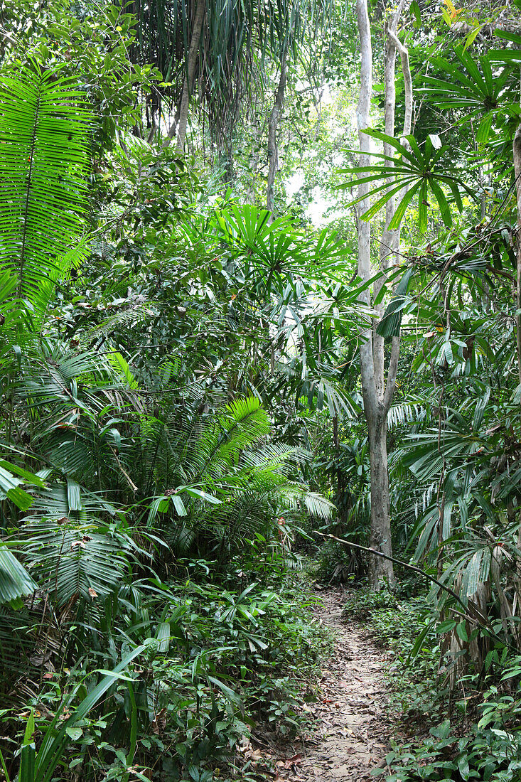 Weg im Regenwald, Bharatang, Middle Andaman, Andamanen, Indien