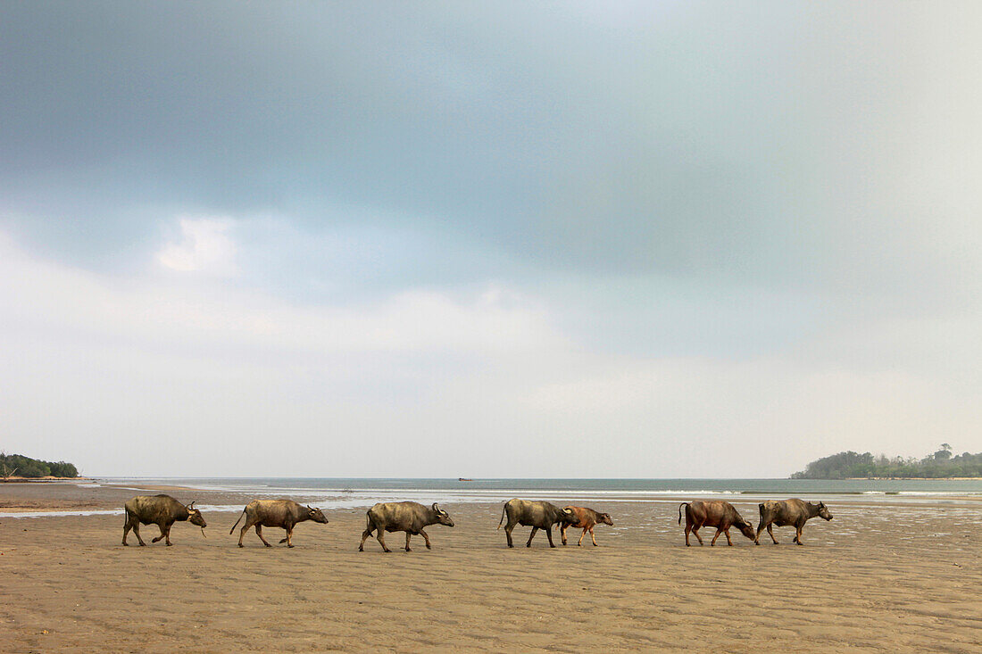 A group of water buffalos on Balu Dera Beach at low tide, Baratang, Middle Andaman, Andamans, India