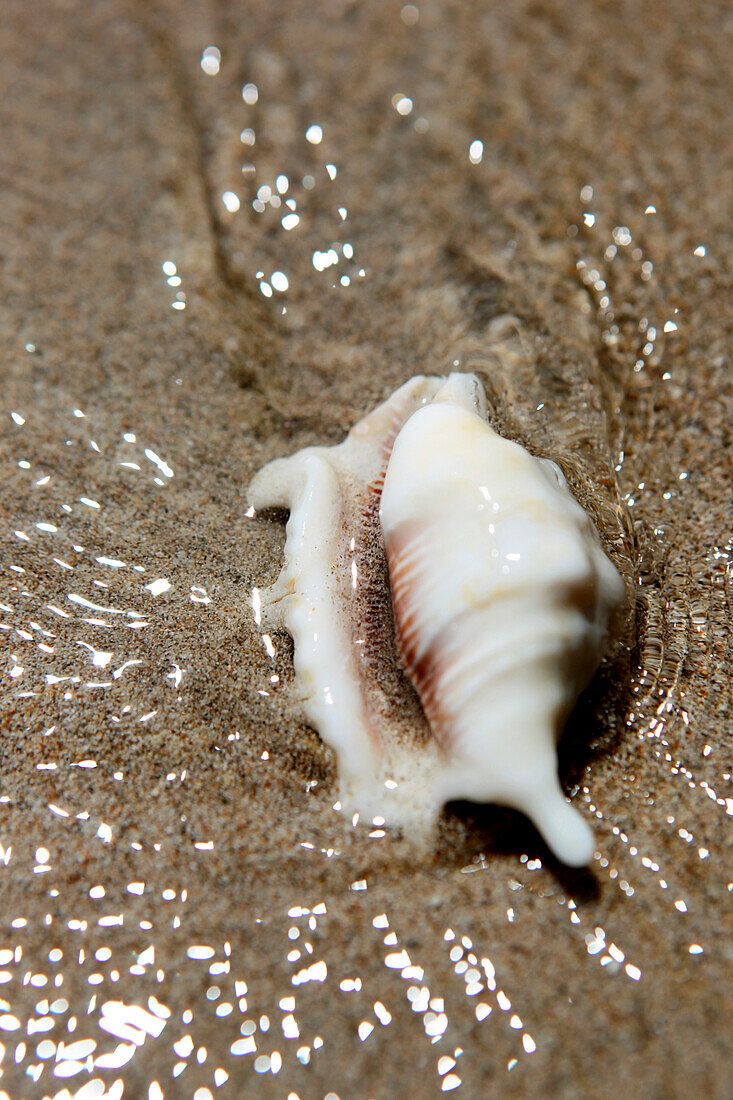 Shell on the beach at Lalaji Bay, Long Island, Middle Andaman, Andamans, India