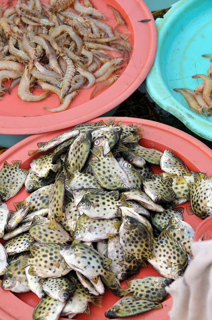Fisch und Meeresfrüchte auf dem Markt, Central Market in Hoi An bei Da Nang, Vietnam