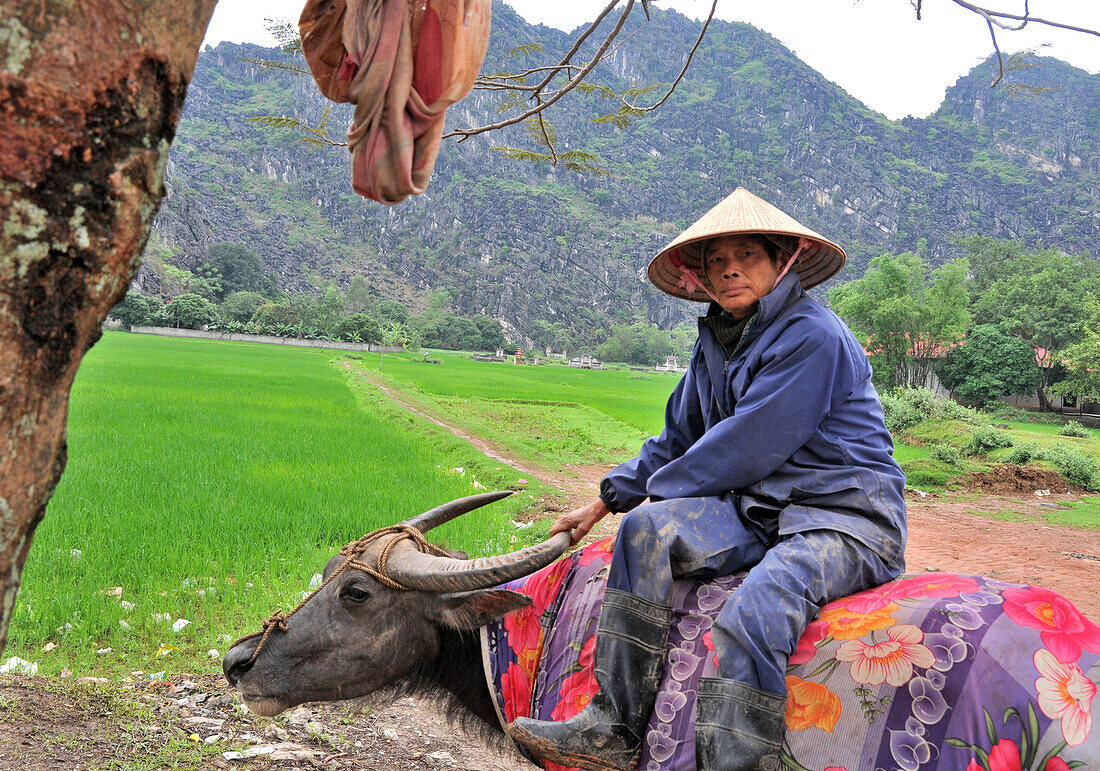 Bauer reitet auf Kuh, Halong-Bucht bei Ninh Binh, Nord- Vietnam, Vietnam