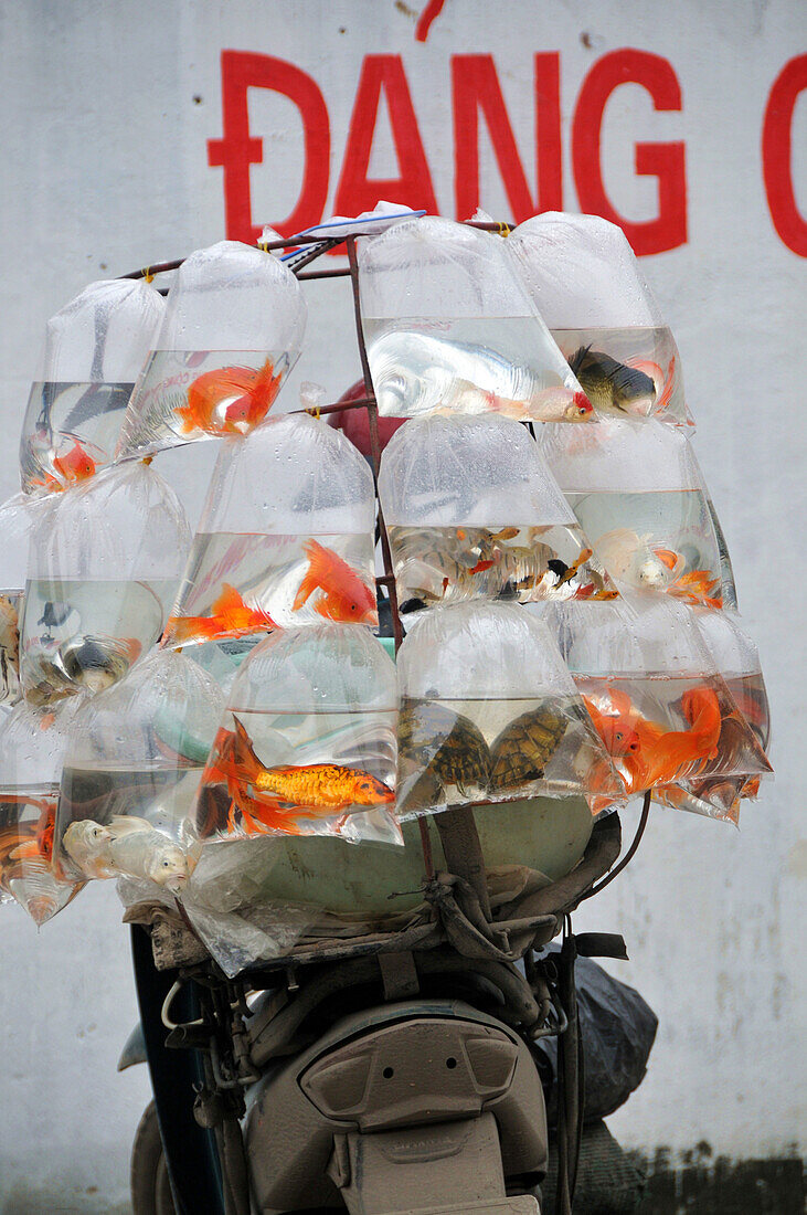 Goldfish sold in plastic bags, Ninh Binh, North Vietnam, Vietnam