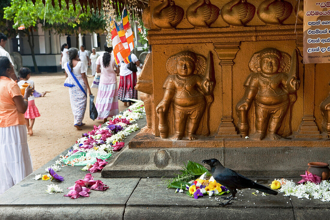 Buddhisten umrunden den heiligen Bodhi Baum und opfern Blüten im Kelaniya Raja Maha Vihara Tempel, Colombo, Sri Lanka, Asien