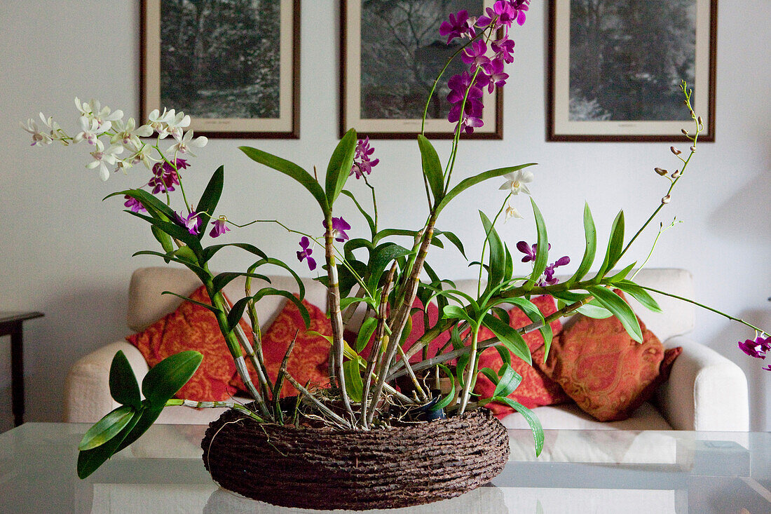 Orchideenarrangement im Aufenthaltsraum des Havelock Place Bungalow, Hotel, Colombo, Sri Lanka, Asien