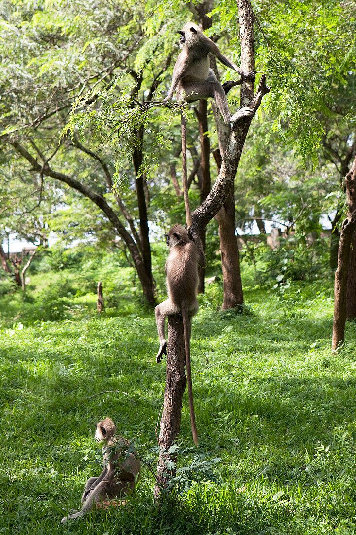 Eine kleine Gruppe Grauer Languren auf einem Baum, Sacred City, Anuradhapura, Sri Lanka, Asien