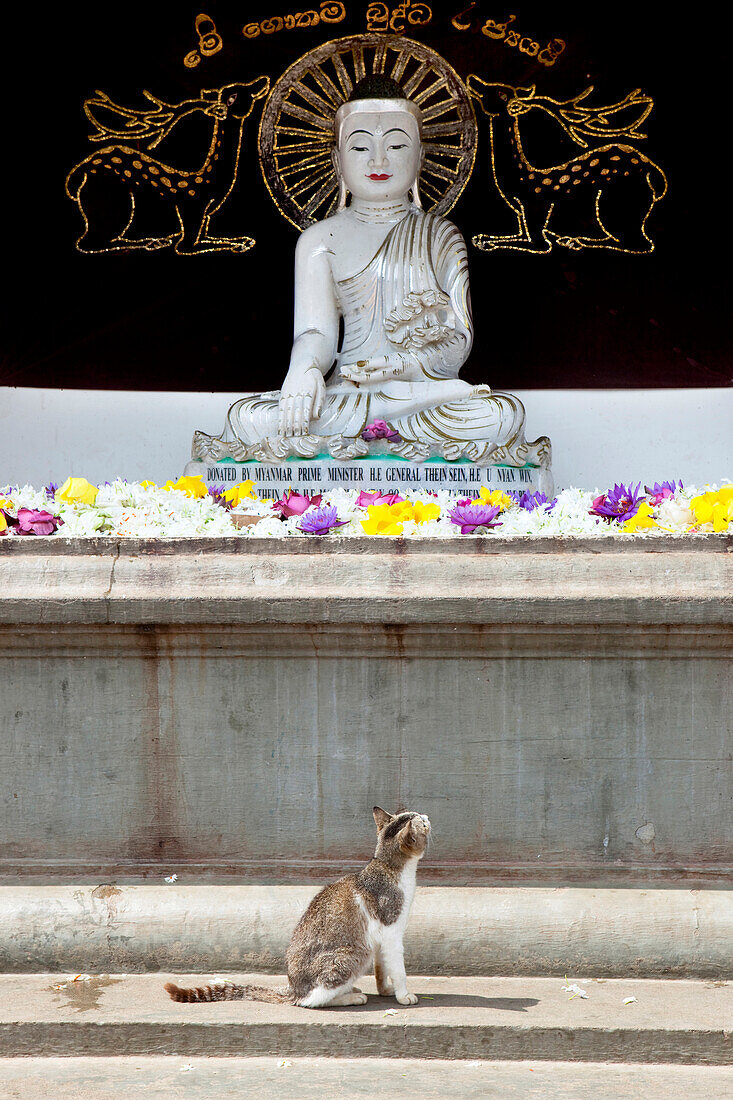 Katze schaut auf zur mit Blütenopern bedachten Buddha in der Ruvanveli Dagoba, Maha Vihara Tempel, Sacred City, Anuradhapura, Sri Lanka, Asien