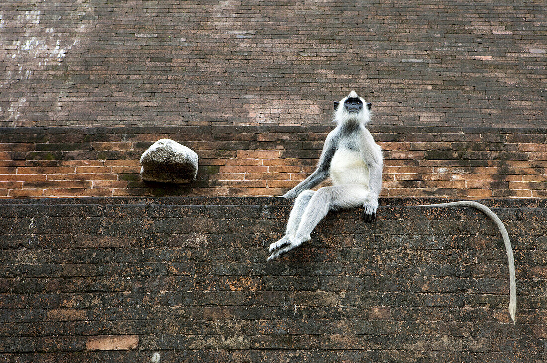 Ein Grauer Langur auf der Jetavana Dagoba, Jetavana Vihara, Sacred City, Anuradhapura, Sri Lanka, Asien