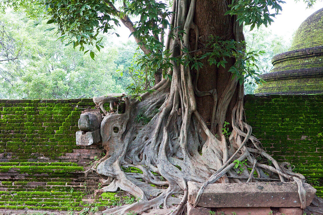 A Benjamin Ficus on top of a ruin in the Gal Vihara, Polonnaruwa, Sri Lanka, Asia