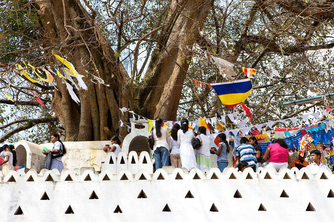 Heiliger Bodhibaum vor dem Zahntempel von Kandy, Kandy, Sri Lanka, Asien