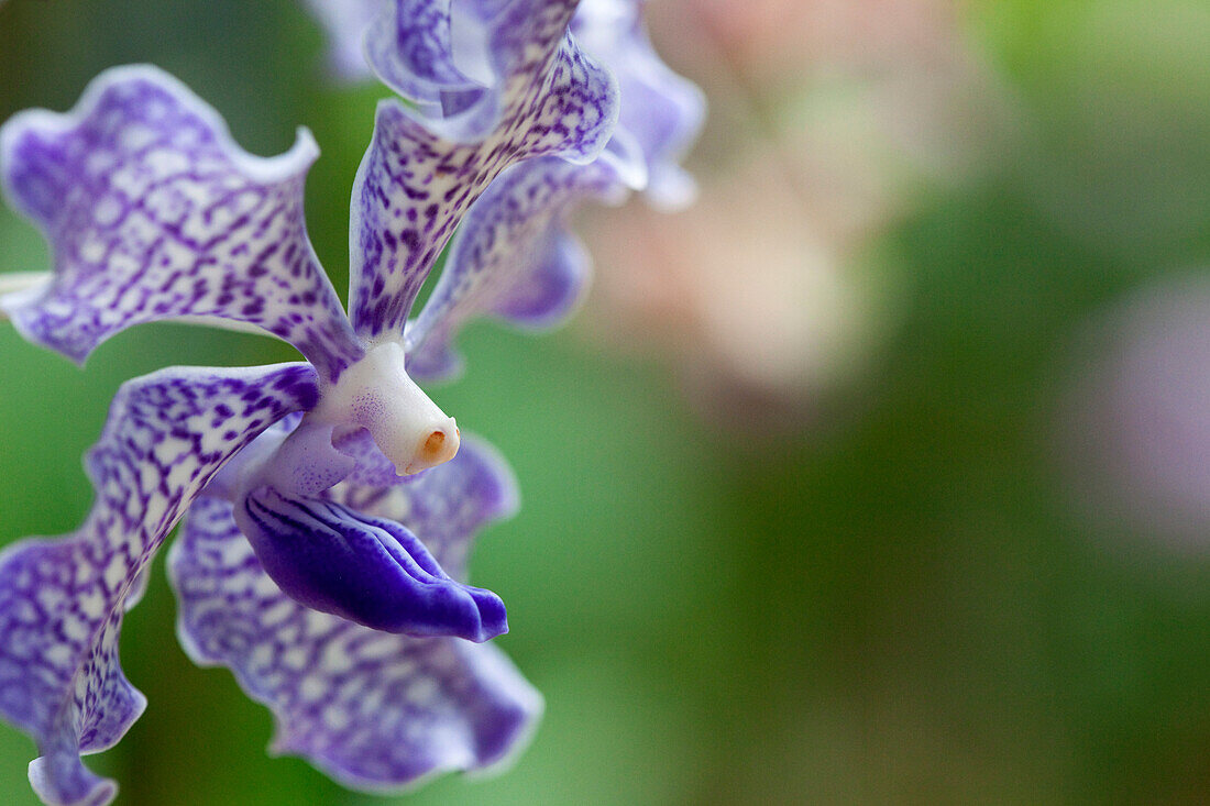 Orchideen im Botanischen Garten von Kandy, Kandy, Sri Lanka, Asien