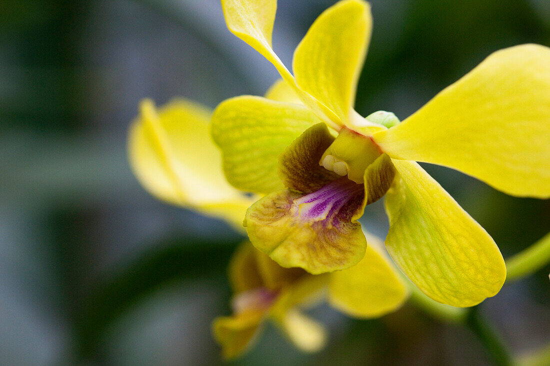 Orchids in the botanical garden of Kandy, Kandy, Sri Lanka, Asia