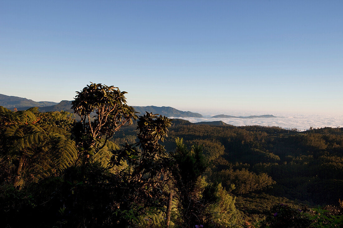 Sonnenaufgang im Nebelwald zwischen Baumfarnen und Rhododendron, Horton Plains Nationalpark, Nuwara Eliya, Sri Lanka, Asien