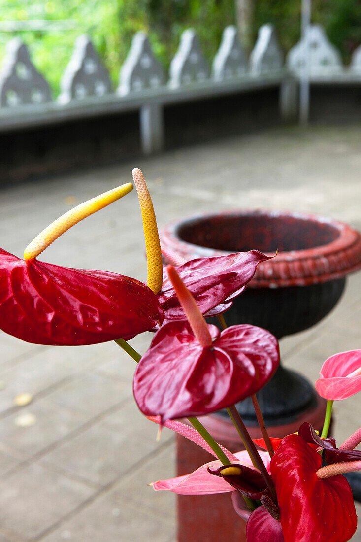 Flamingoblumen im Dowa Felsentempel, Ella, Hochland, Sri Lanka, Asien