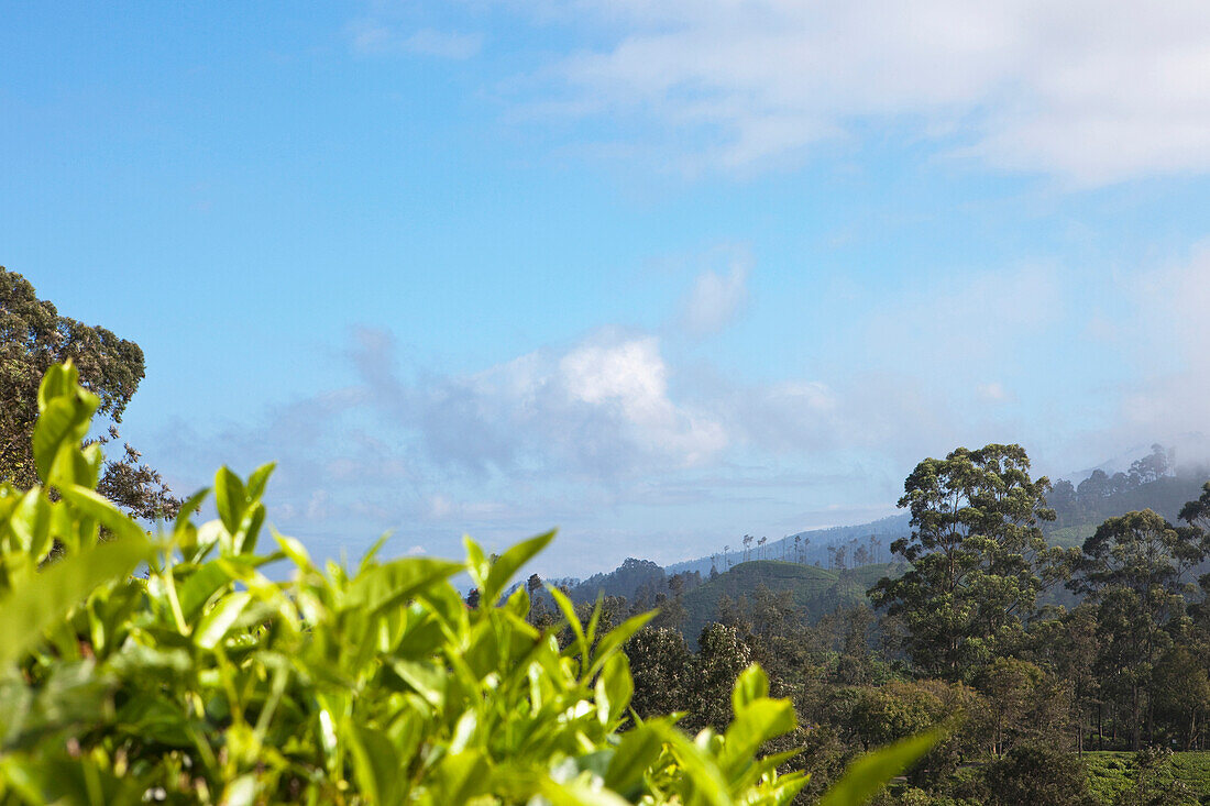 Tea plantation under clouded sky, Ella, Highland, Sri Lanka, Asia