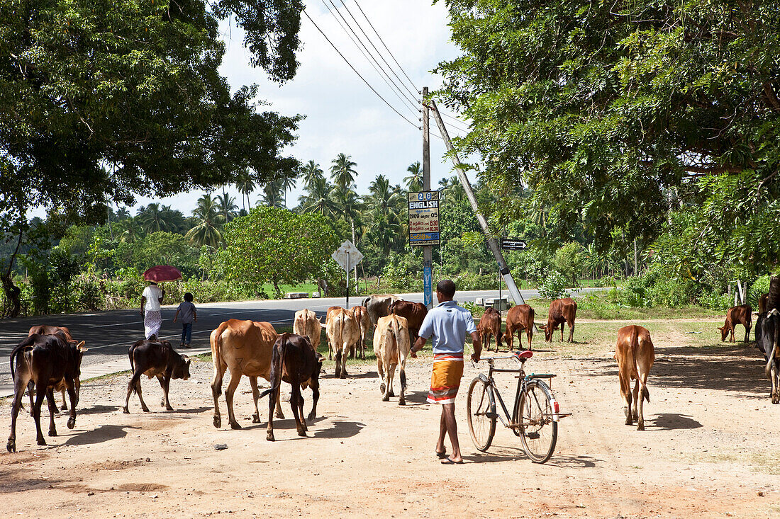 Cowherd with cows on the street, Tissamaharama, Sri Lanka, Asia