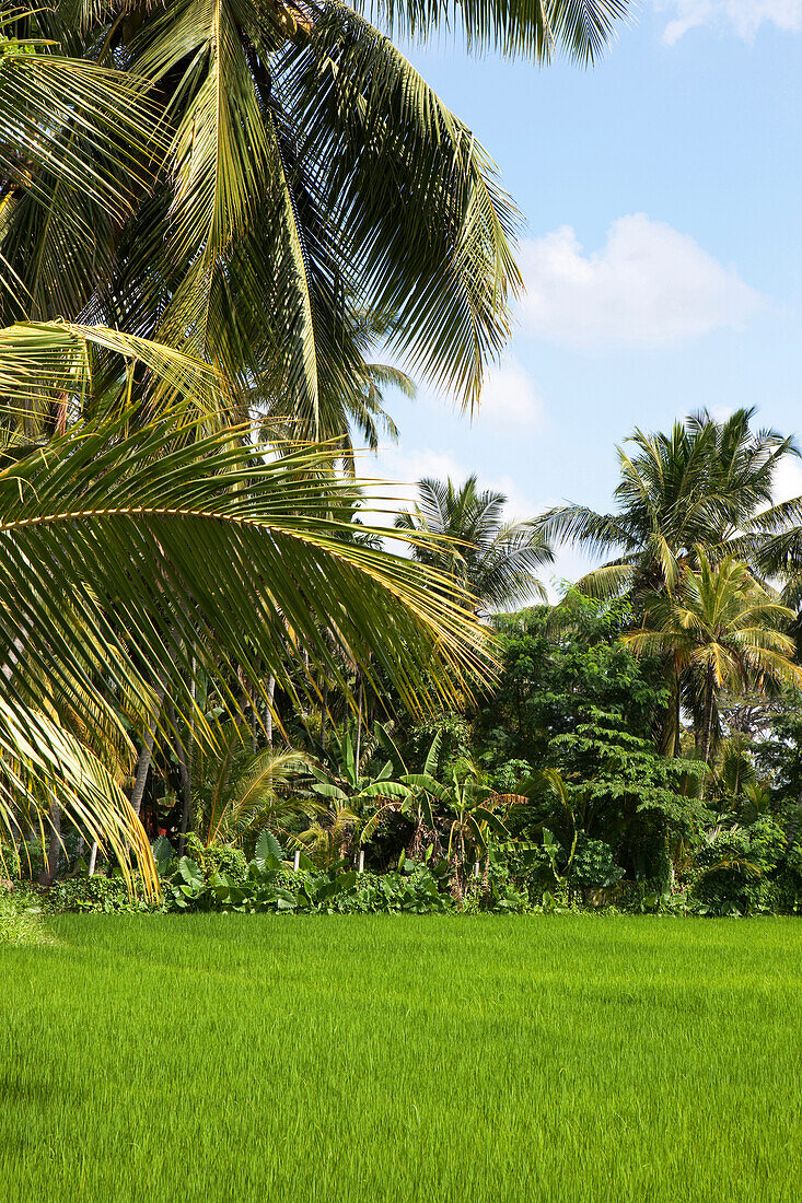 Reisfeld umsäumt von Kokospalmen, Tissamaharama, Sri Lanka, Asien