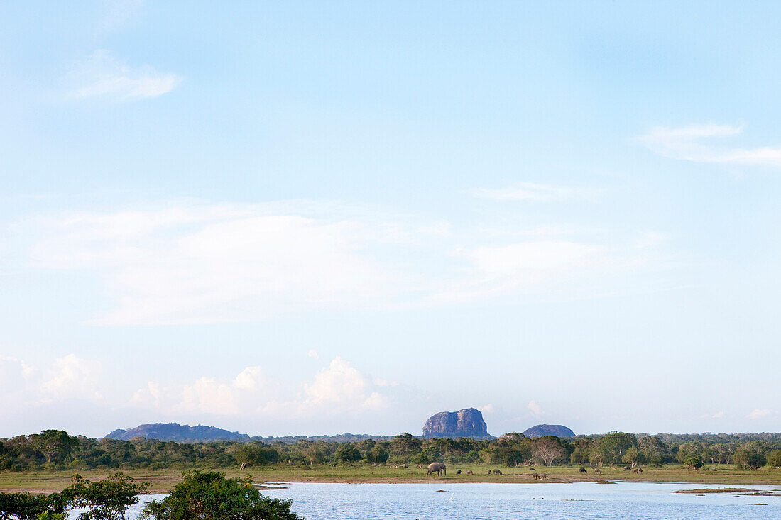 Ein Elefant und andere Wildtiere vor dem Elephant Rock, Yala Nationalpark, Sri Lanka, Asien