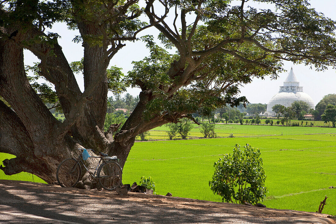 View across rice fields over to the Santagiri Dagoba, Tissamaharama, Sri Lanka, Asia