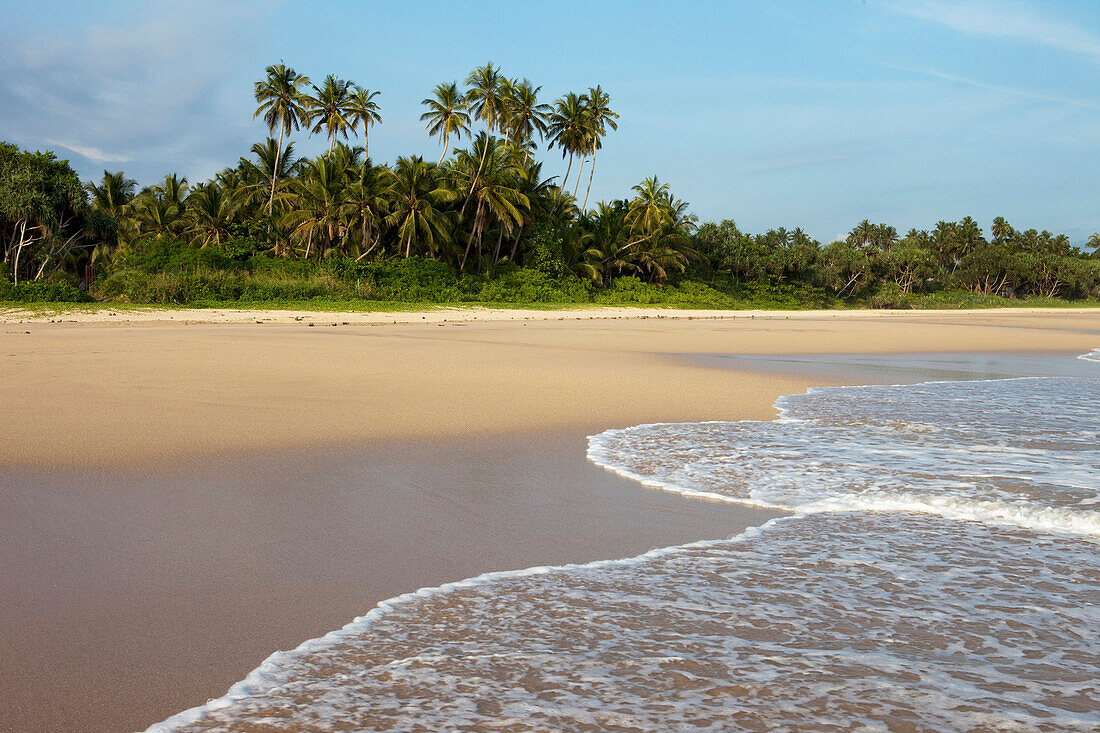 Kokospalmen im Abendlicht am Strand von Talalla, Talalla, Matara, Südküste, Sri Lanka, Asien