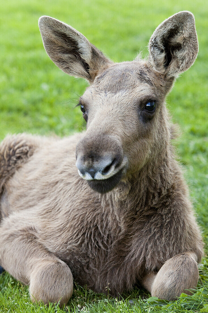 Young elk on a meadow, elkfarm Älgens Hus, Bjurholm, Västerbotten, Sweden, Europe