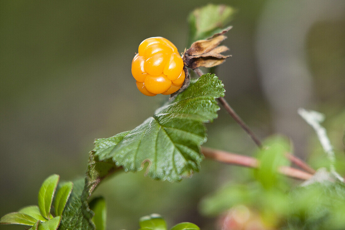 Close up of a cloudberry, Vaesterbotten, Sweden, Europe